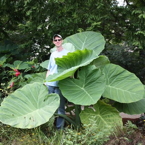 Colocasia gigantea 'Thailand Giant' in 2021 | Colocasia, Elephant ear