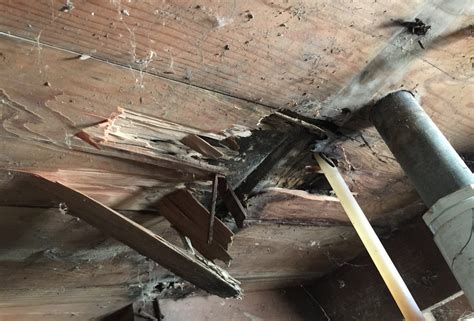 Termite and pest management services might help lower statistics and your house protected from damage. Worse Than Termites? Why Powderpost Beetles Spell Bad News ...