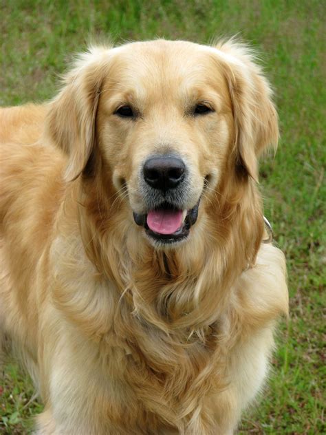 Golden Retriever Dog Gratis Stock Bild Public Domain Pictures