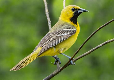 Orchard Oriole Feederwatch