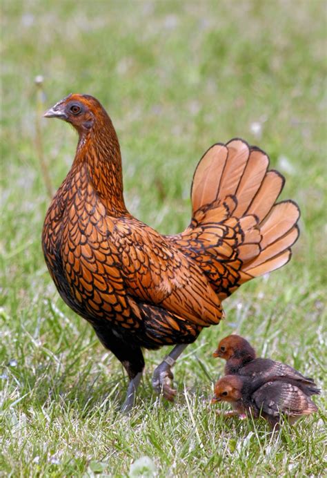 Pakan alternatif tentu sangat dibutuhkan untuk atau juga bisa kalian manfaatkan untuk mengurangi biaya produksi berternak burung puyuh tersebut. Cara Mudah Ternak Ayam Batik Kanada, Agar Produksi Banyak ...