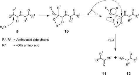 Proposed Hydrolysis Mechanism Of α Ketoacyl Peptides 9 With Initial