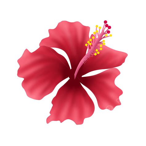 Hibisco De Malasia PNG Hibiscus Malasia Flor PNG Y PSD Para Descargar Gratis Pngtree