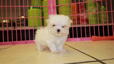 We connect safe, reputable breeders with people like you! Adorable Teacup Maltese Puppies For Sale in Georgia at ...