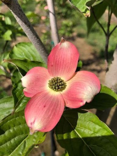 Stellar Pink Dogwood Tree Profile By Kuenzi Turf And Nursery