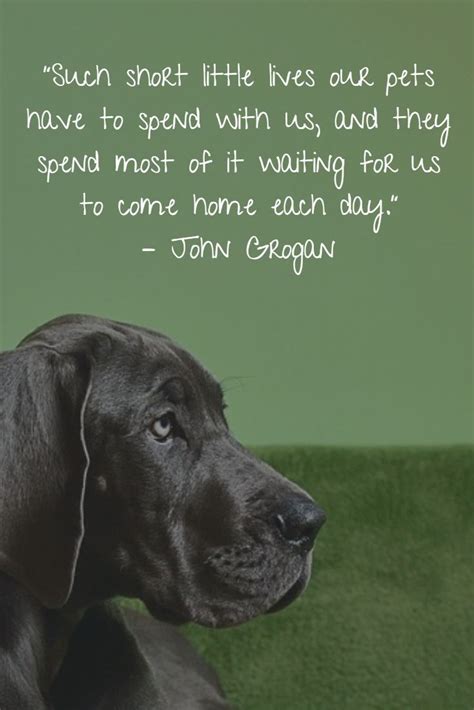 Maybe you've experienced this and can empathize. Pin on Dog quotes