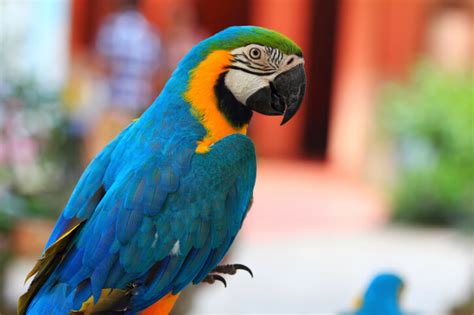 Officially known as a parakeet or budgerigar, this parrot type is small and colorful. "Polly Wanna Cracker?": A History of Keeping Talking Birds ...