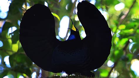 How Birds Of Paradise Produce Super Black Feathers The Atlantic