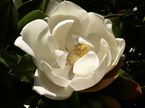 L'epoca protostorica segna la comparsa dei metalli nella vallata del senegal, con depositi contenenti antichi forni da fusione con i loro camini, e tombe a tumulo. Magnolia grandiflora - Wikipedia, la enciclopedia libre