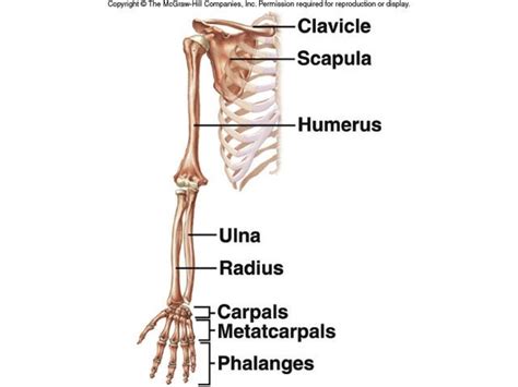 How Many Bones Are In The Arms And Hands Quora