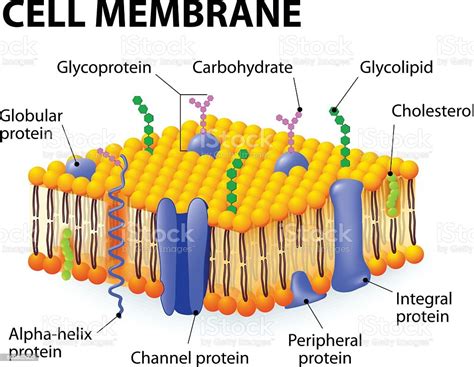 Cell Membrane Stock Vector Art 509862902 Istock