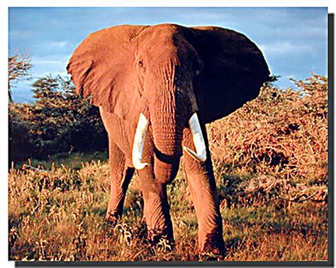 African Elephant Poster Animal Posters Elephant Posters