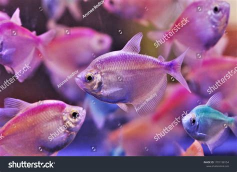 Colorful Tetras Fish Gymnocorymbus Ternetzi Fish Stock Photo 1701198154