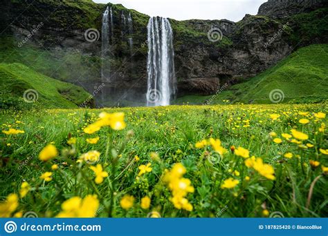 Magical Seljalandsfoss Waterfall In Iceland Stock Photo Image Of