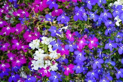 Lobelia Flowers In Summer Garden Cascade Purple Flowers Blooming In
