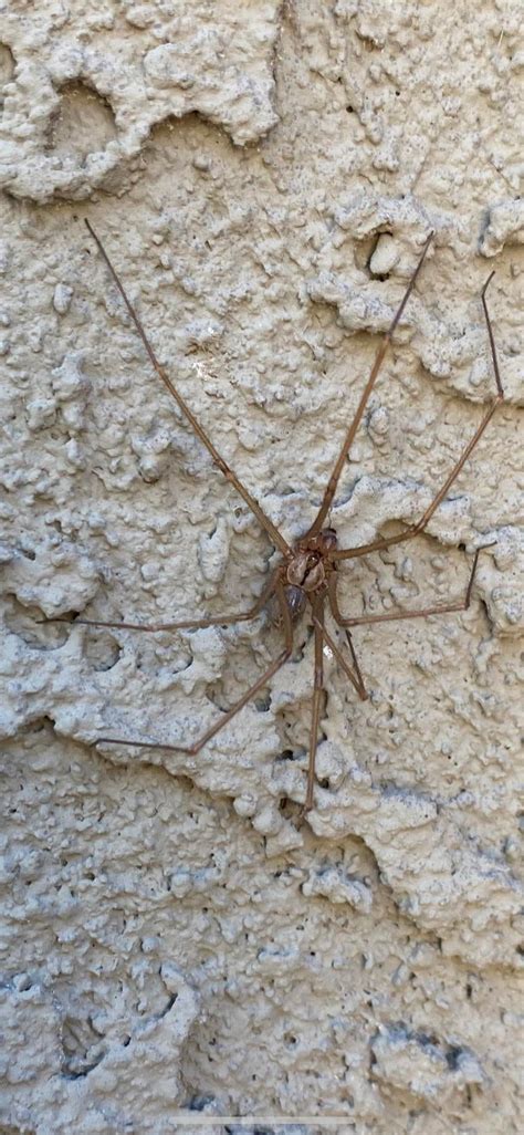 Phoenix Az Cellar Spider Usually Dont See Them In The Middle Of