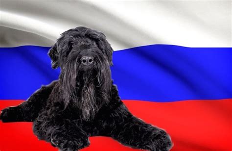 8 Russian Dog Breeds Bechewy