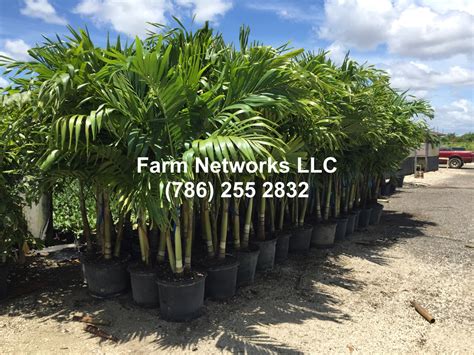 How To Start A Palm Tree Nursery Heavyweight Profile Photos