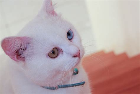 57 Gorgeous Cats With Heterochromia Iridum Gorgeous Cats Cute Cats Cats