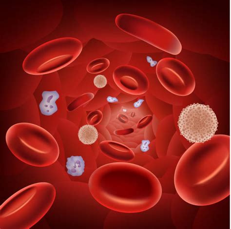 Red Blood Cell Clip Art Vector Images Illustrations I