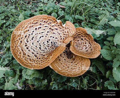 A Cerioporus Squamosus Mushroom Also Known As Dryads Saddle And