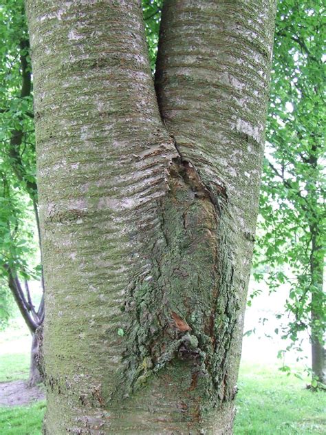 Problems with Included Tree Bark