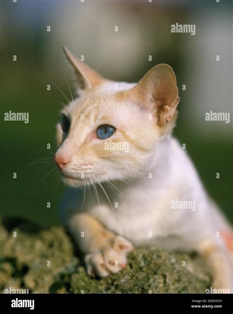 Cream Point Siamese House Cat Laying Stock Photo Alamy