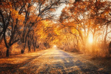 Autumn Forest With Country Road At Sunset Trees In Fall Stock Photo By