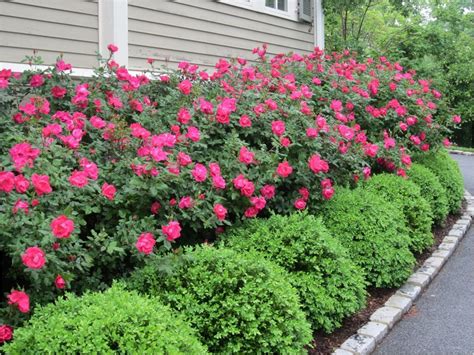 wonderful landscaping bushes for front of house boxwood landscaping diy landscaping front