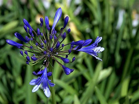 Filepurple Flower In Grass Wikimedia Commons