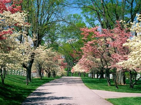 Tree Lined Driveway Pictures Of Spring Flowers Dogwood Trees Pink