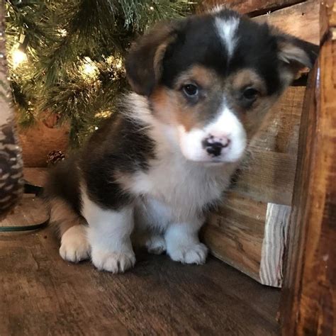 Rare purebred silver, chocolate and black lab puppies for sale in winkler, manitoba. Corgi Puppies For Sale In Pa Quality Corgis Yorkie Puppies ...