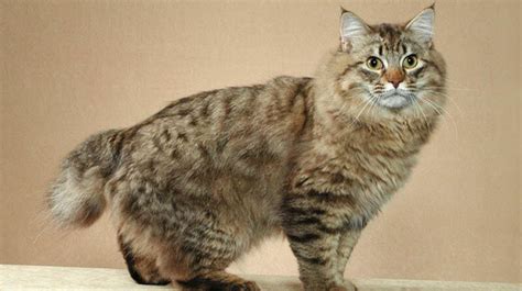 Famous Striped Cat Breeds In The World Tail And Fur