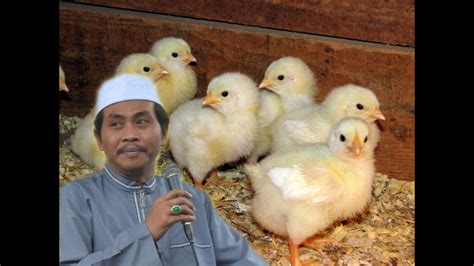 Kalau pingin makan mewah, lagi tanggal tua ya kaya gini. Paling Populer 11+ Gambar Lucu Ayam Telur - Koleksi Gambar ...