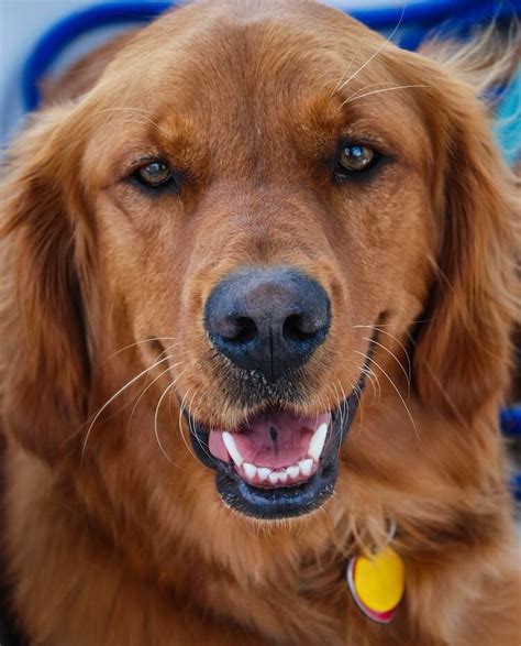 Red Golden Retriever The Complete Dog Breed Guide All Things Dogs 2022
