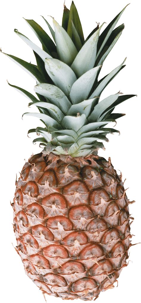 Download Clipart pineapple nutrition, Clipart pineapple nutrition ...