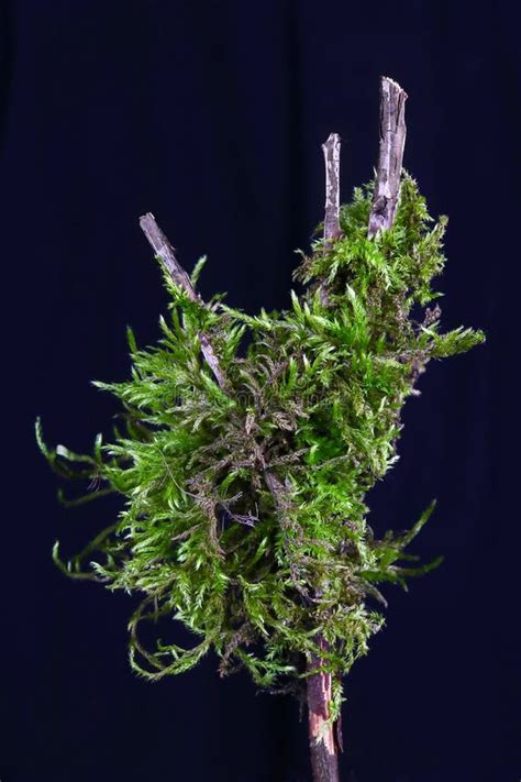 Colonies Of Green Moss Grow On Forest Branches Isolated On Black Stock