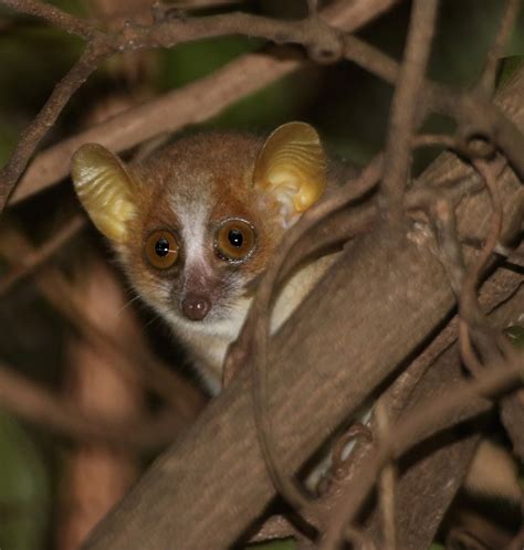 Madagascar Safari Tour Guide Excursion Cruise