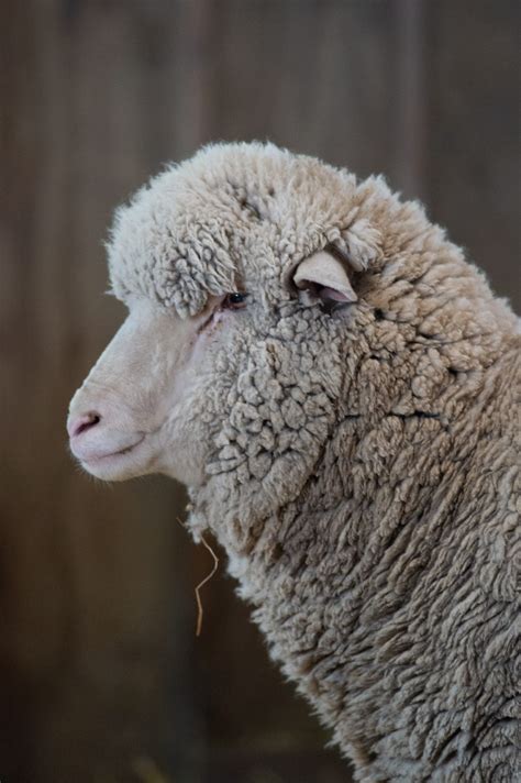 Why Do Sheep Need Shearing And Other Faqs Farm Sanctuary