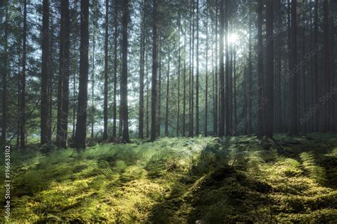Clearing In A Forest With Sunshine Through The Branches Stock Photo