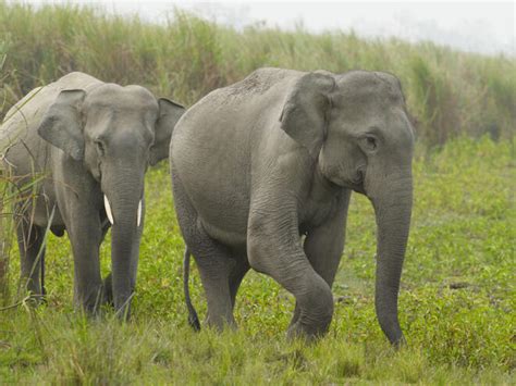 Indian Elephant Species Wwf
