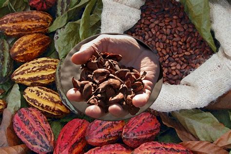 Cocoa Bean Shells Can Reversing The Chronic Inflammation And Insulin
