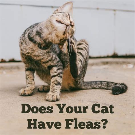 How To Tell Cat Has Fleas Cat Meme Stock Pictures And Photos