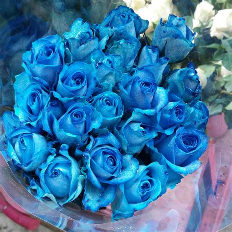 87 Gambar Bunga Warna Biru Muda Paling Bagus
