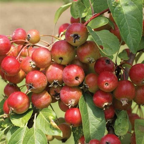 Cooking With Crab Apples Grit In 2020 Crab Apple Apple Crabapple Tree