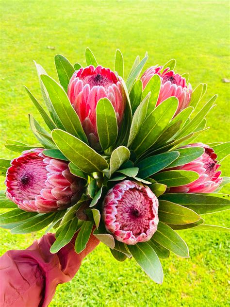 Fresh Queen Protea Flower Pink Ice Protea For Decor And Events Etsy