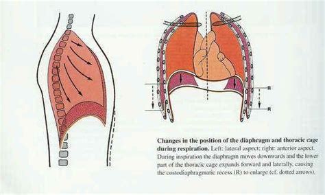 C) she's slightly angry but she's very disappointed. In diaphragmatic breathing, the diaphragm moves down on ...