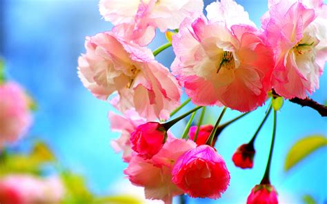 Download Beautiful Spring Flowers Wallpaper Puter Desktop By Mli