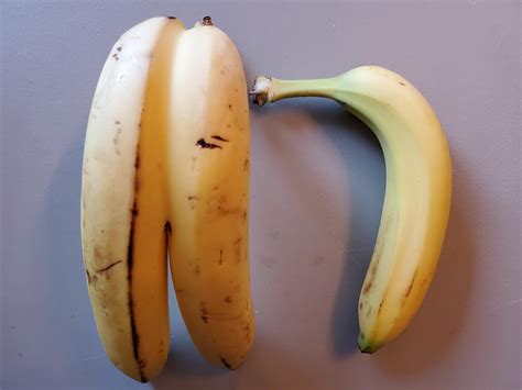 Two Bananas Fused Together Mildlyinteresting