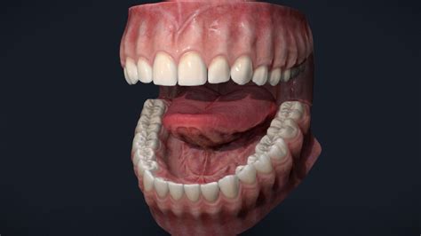86 Awesome Teeth And Gums 3d Model Free Download Free Mockup